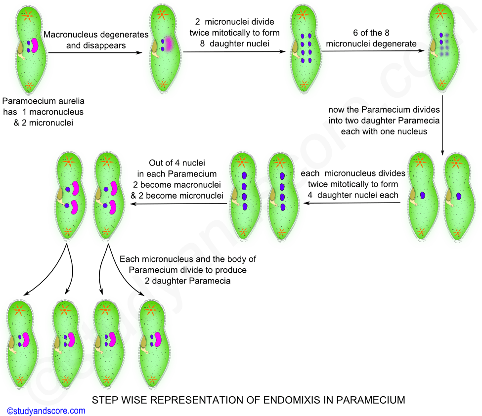 binary fission and conjugation